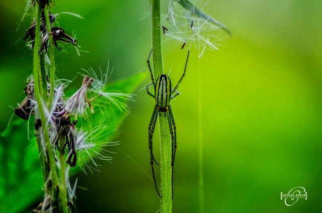 Green Spider 2.jpg