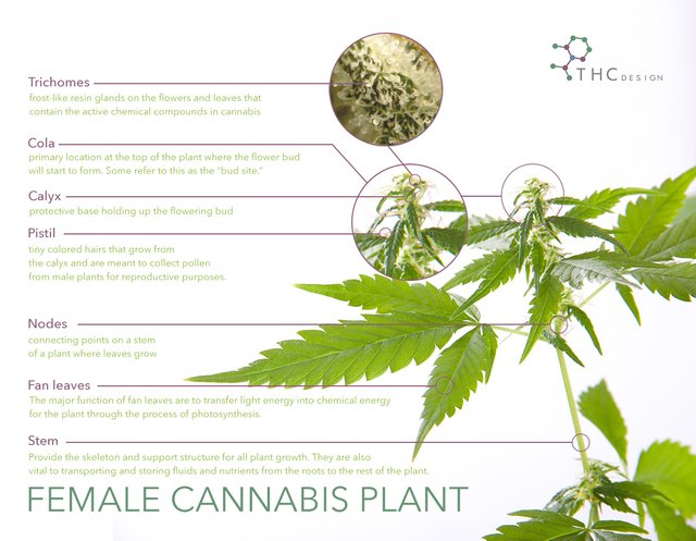 cannabis-structure-photosynthesis.jpg