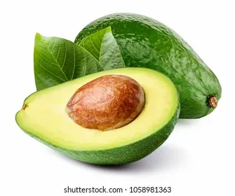 avocado-leaf-isolated-on-white-260nw-1058981363.jpg