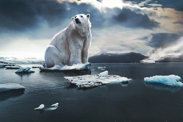 polar-bear-4443364_640.jpg