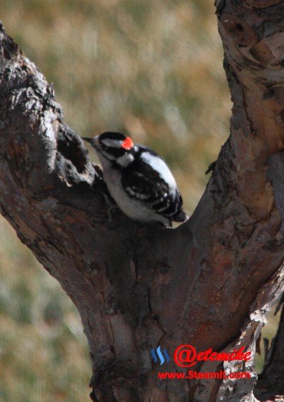 Downy Woodpecker PFW36.jpg