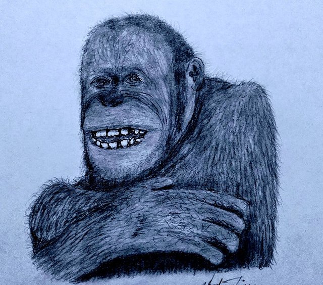 orangutan def(1).jpg