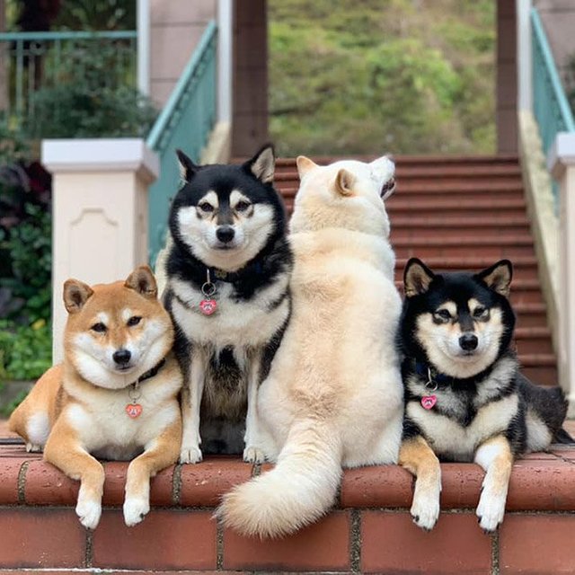 TpX8weG7-funny-photobombing-shiba-inu3.jpg