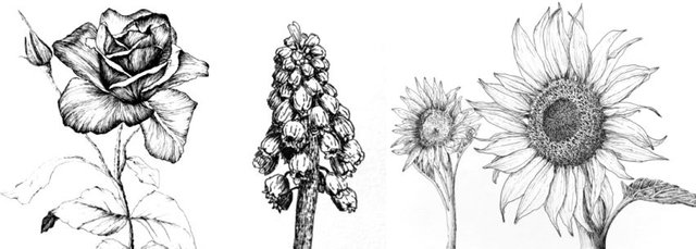 examples-of-flowers-pen-drawing.jpg