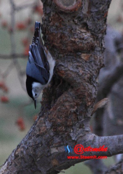 White-breasted Nuthatch PFW020.jpg