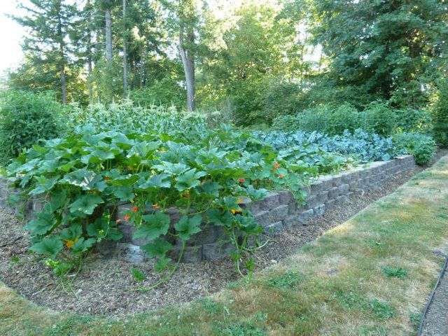 productive-vegetable-garden.jpg