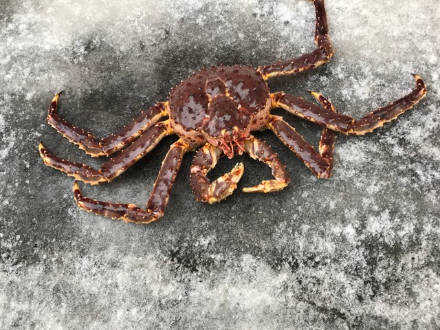 live crab in Hakodate morning market