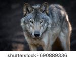 stock-photo-close-up-portrait-of-a-grey-wolf-canis-lupus-also-known-as-timber-wolf-in-the-canadian-forest-690889336.jpg