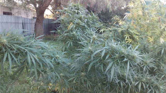 thumbnail_20200319_174241.jpg
