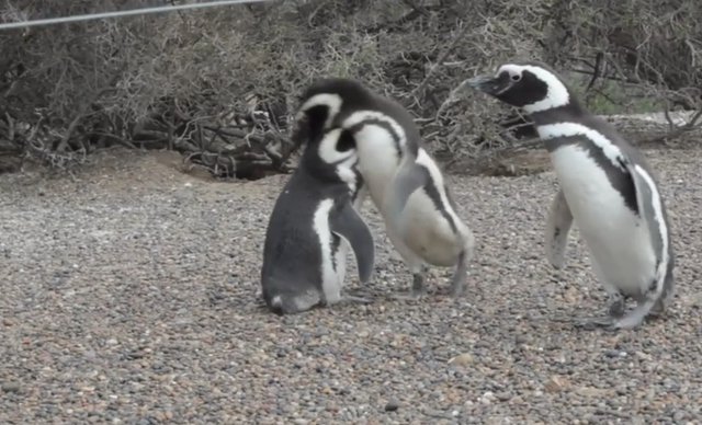 02.-Pingüinera de Punta Tombo-9.jpg