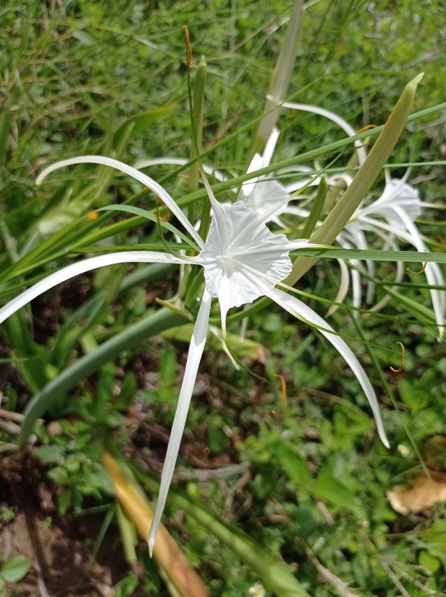 Hymenocallis littoralis.jpg