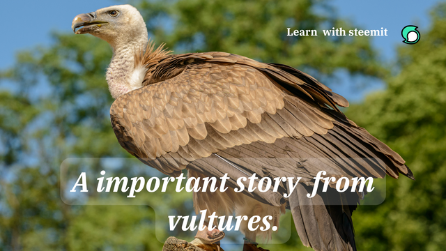 Three important lessons from vultures. (1).png