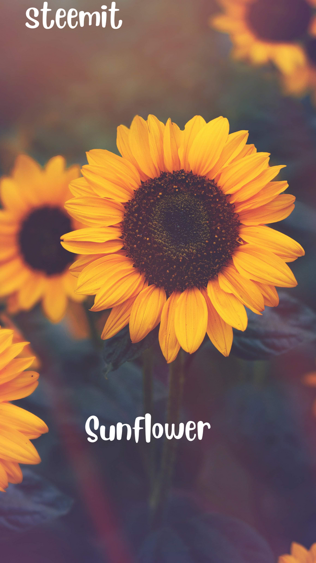 Aesthetic Sunflower Phone Wallpaper.png