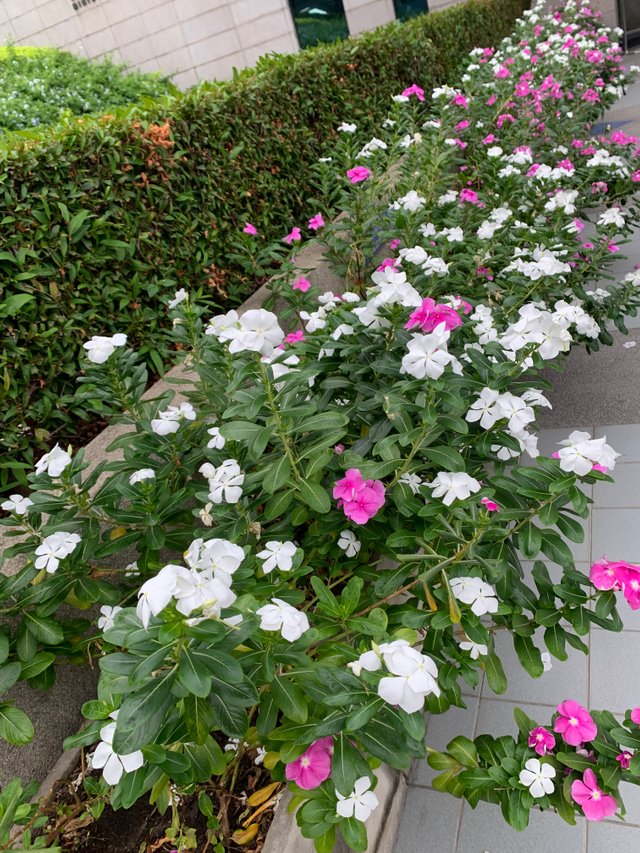 garden11.jpg