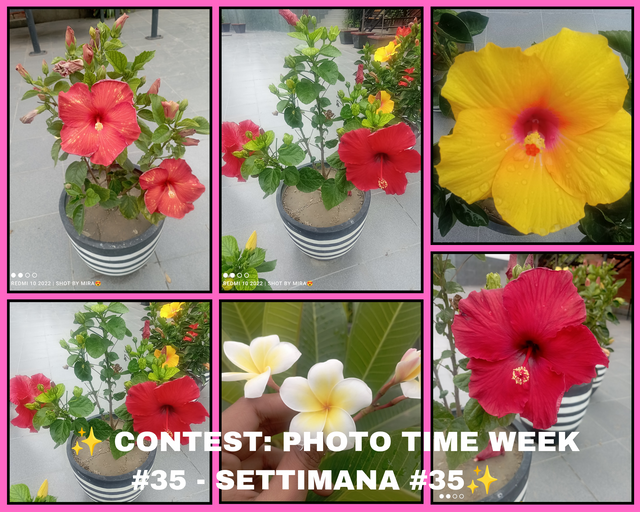 📣 ✨ CONTEST_ PHOTO TIME WEEK #35 - SETTIMANA #35✨📣_20250527_222139_0000.png