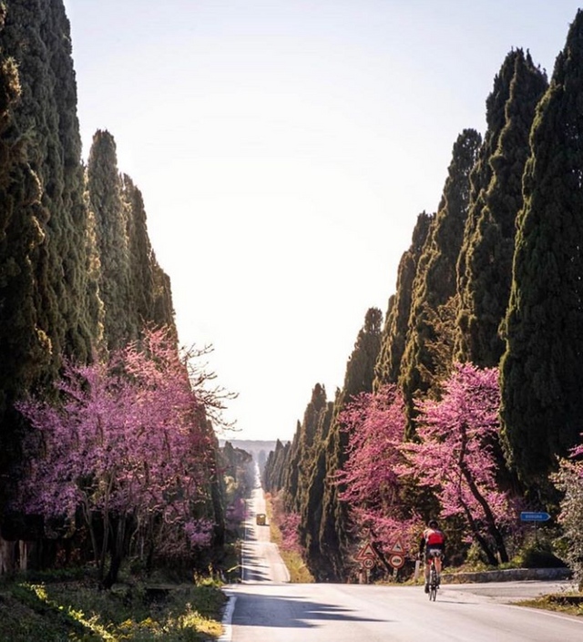 bolgheri toscana italy.png