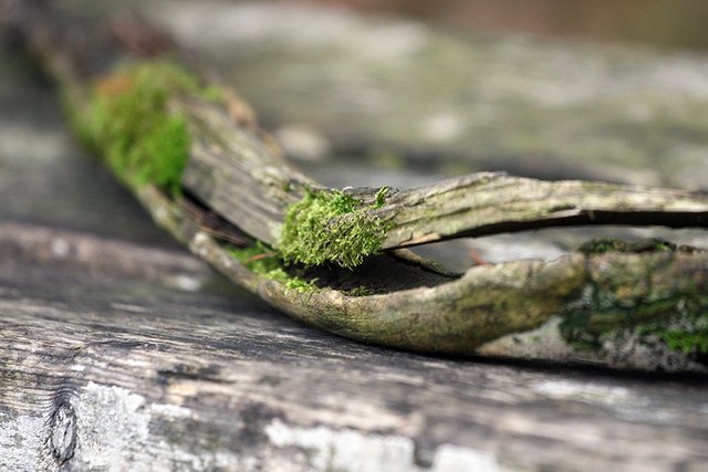 Woodland_Details_004_s.jpg