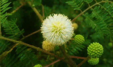 photography of the white flower ball of an Acacia mearnsii (black wattle tree)