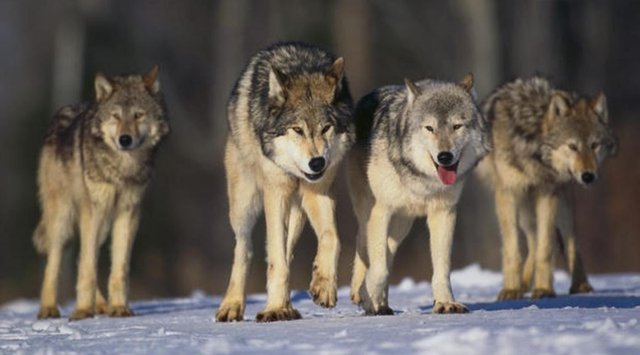 other-wolf-pack-snow-animals-wolkves-nature-woelfe-rudel-wald-raubtiere-phone-wallpapers-1-1038x576.jpg