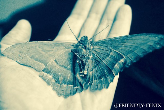 moth-butterfly-friendly-fenix.jpg