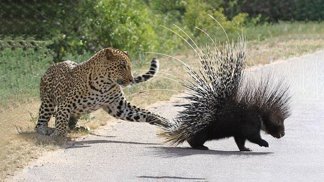 Leopard vs Porcupine.jpg