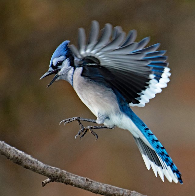 Bluejay-in-Flight-1020x1024.jpg