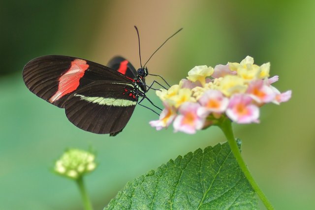 butterfly-3424840_1280.jpg