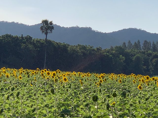 Sunflower fields10.jpg