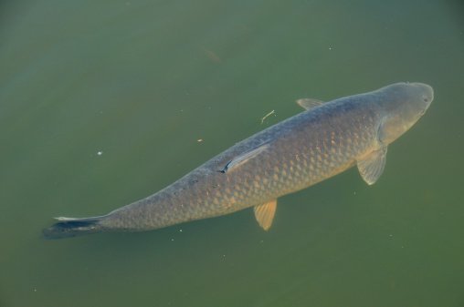 grass-carp.jpg