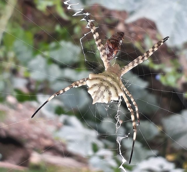 garden spider.jpg