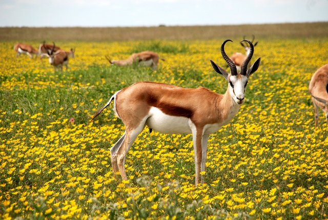 antelope-425161_1280.jpg