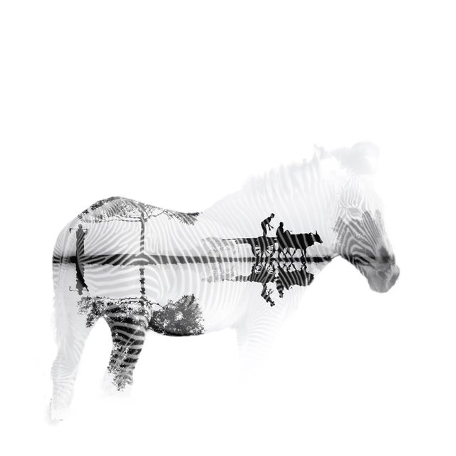 Zebra-silhouette.jpg