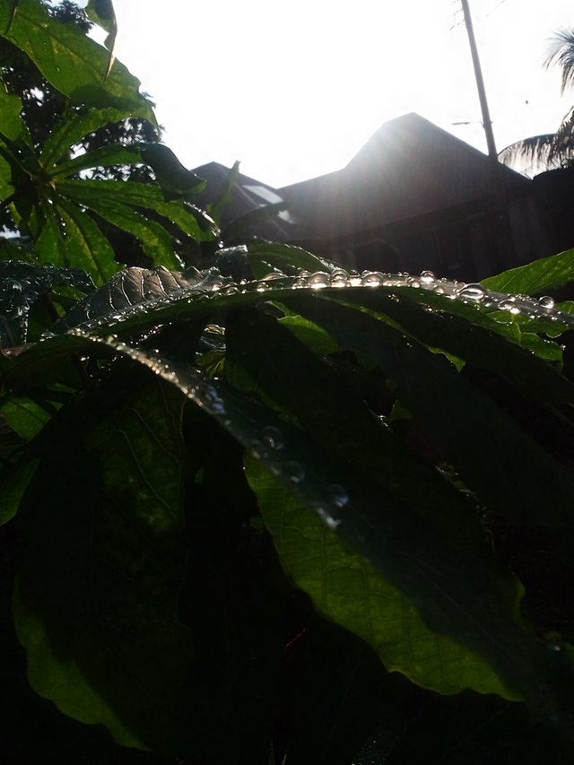 IMG_20250606_073531.jpg