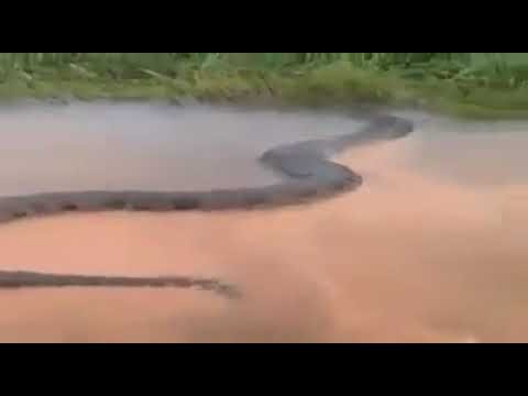 Viral video claims to show 50-foot anaconda.jpg