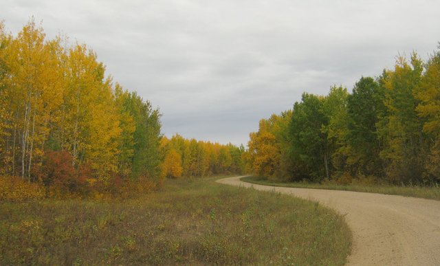 windy road and fall colors.JPG