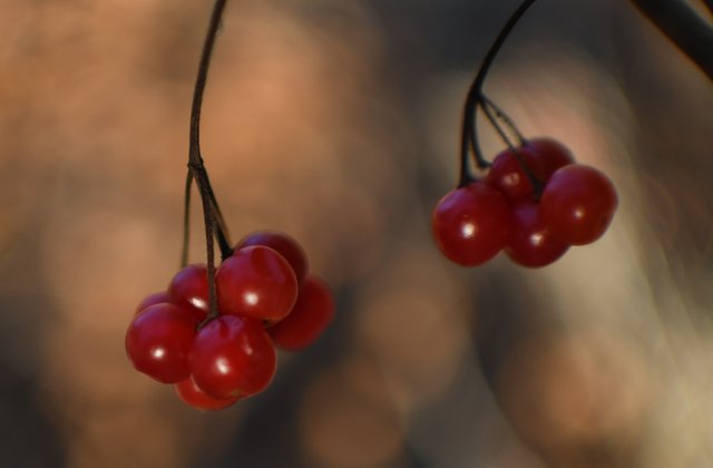 095 10-30 upper skilak lake red berries.jpg