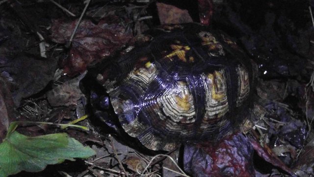 20160919_194745 Eastern Box Turtle.jpg