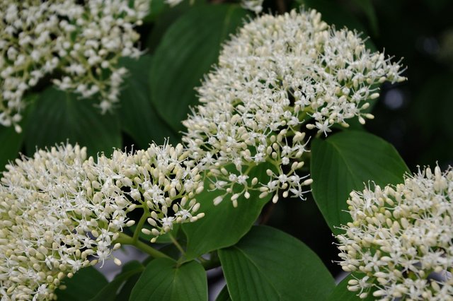 dogwood cloud blossom.jpg