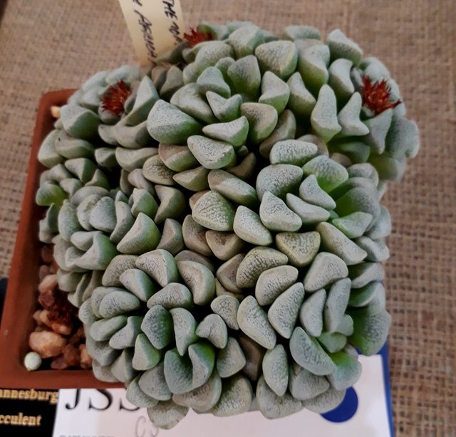 crassula mesembryanthenopsis.jpg