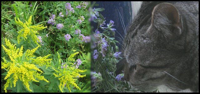 combo goldenrod alfalfa plus JJ smelling alfalfa.JPG