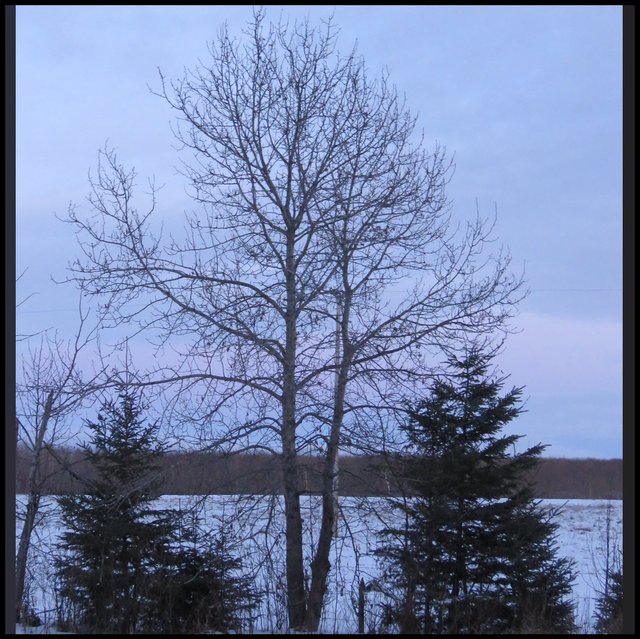 silloquette of bare popular tree and spruce on ezch side with pastel pink and blue sky in background.JPG