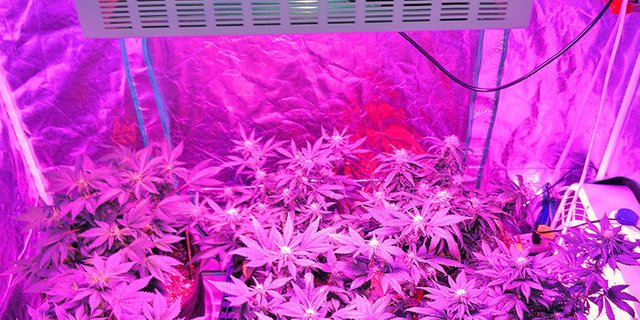 led-lights-for-growing-indoor-marijuana.jpg