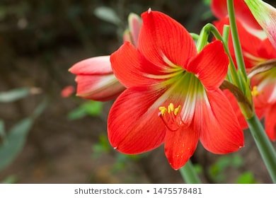 world-most-beautiful-flora-faunas-260nw-1475578481.jpg