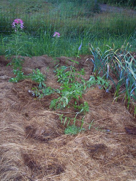 Big garden - lamium, tr. lamium, lungwort, Sylvia violet, veronica, sedum crop July 2019.jpg