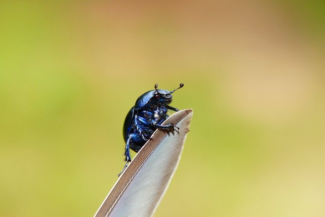 beetle-8292480_1280.jpg