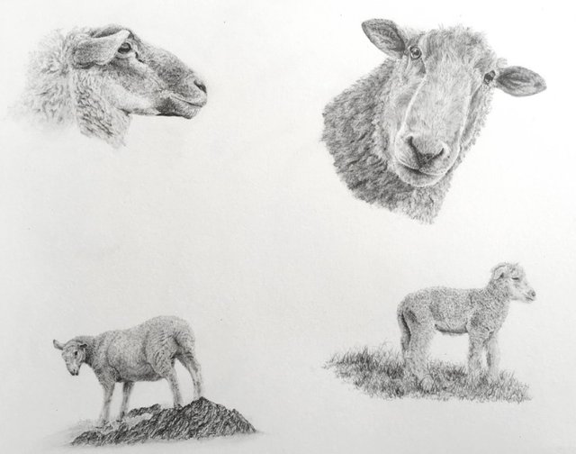 sheep-pencil-drawings.jpg