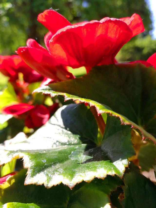 Beautiful Red Begonia Photography in Steemit Blog