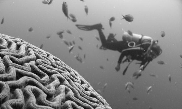 Diving for fishes