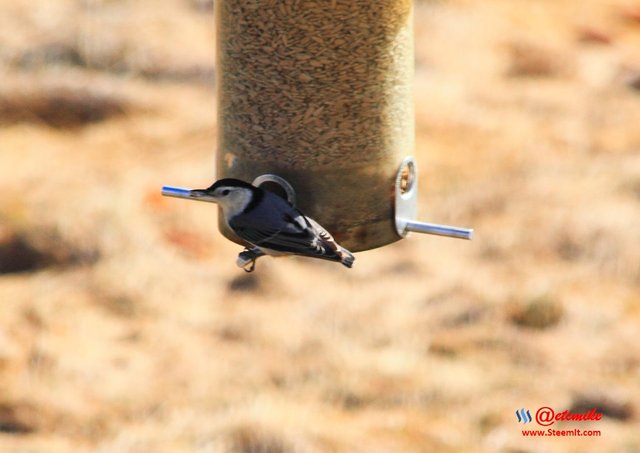 White-breasted Nuthatch IMG_0168.JPG