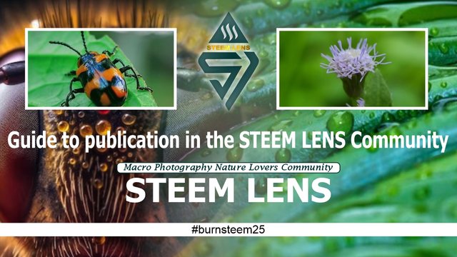 Guide to publication in the STEEM LENS Community.jpg